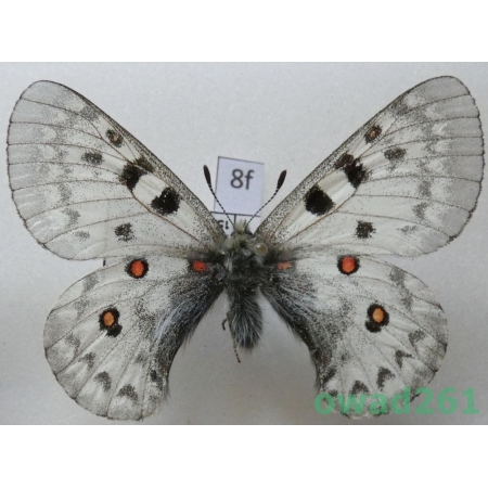 Parnassius jacquemonti subsp. pamira Bang-Haas, 1927 Tajikistan8f